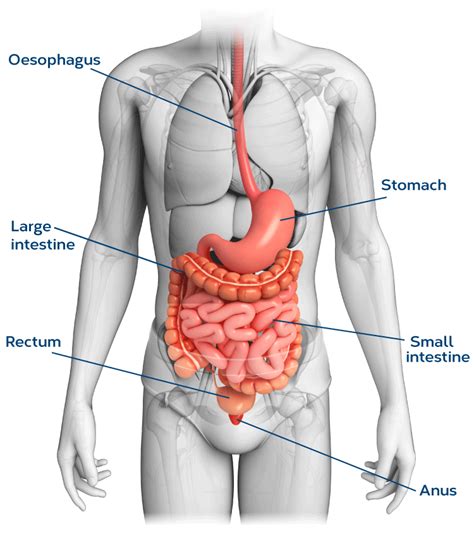 Webmd's intestines anatomy page provides a detailed image and definition of the intestines. Wiring And Diagram: Human Anatomy Intestines Diagram