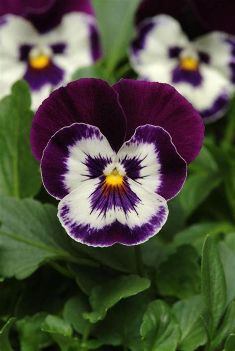 Pansy Purple And White From Wallish Greenhouses