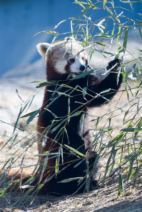 Red Panda Standing To Eat Eric Kilby Flickr
