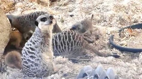 Meerkats And Baby Meerkats Pups In Zoo Youtube