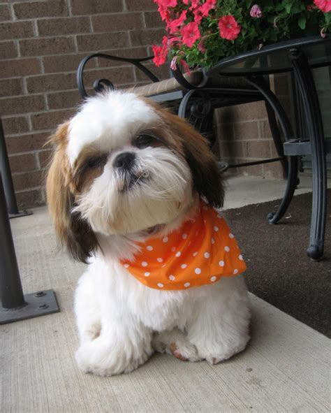 Shih Tzu Dog Breed Information Pictures More