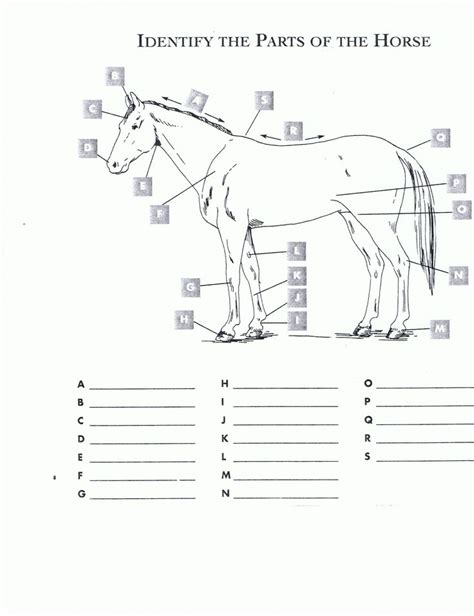 Free Printable Horse Anatomy Worksheets