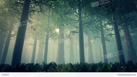 Deep Forest Fairy Tale Scene 3d Render Stock Animation 1246671