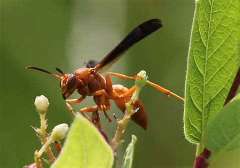 Fine Backed Red Paper Wasp Polistes Bugguidenet