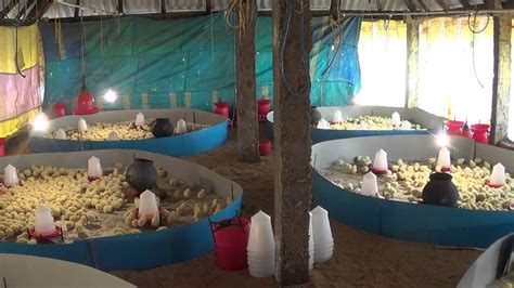 Poultry Farm Chicks In Amravati पोल्ट्री फार्म चिक्स अमरावती Latest Price And Mandi Rates From
