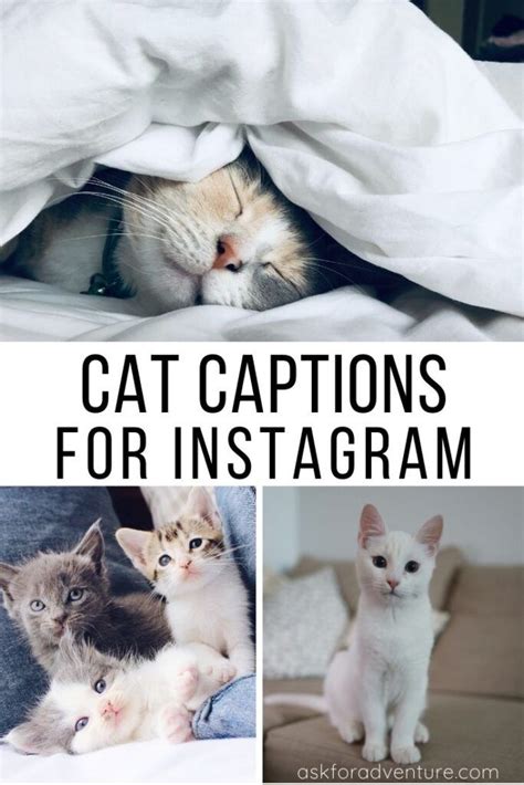 Tg Captions Kitty Cat