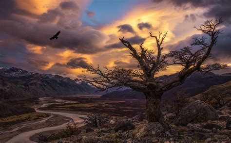 Nature Landscape Trees Condors Birds Sunset River Valley