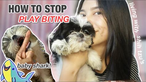 How To Stop Play Biting On Shih Tzus Tips Para Hindi Ka Makagat