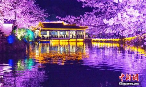 Stunning Night Scenery Of Cherry Blossoms In East Chinas Wuxi Global