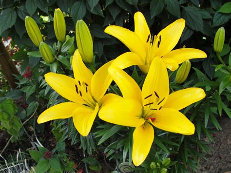 Lilium Flower Yellow Cigarettecoverguns