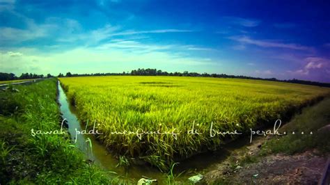 Padi kambang merupakan jenis tanaman padi yang panjang batangnya bisa disesuaikan dengan tinggi muka air pada lahan sawah. SAWAH PADI DI PERAK - YouTube