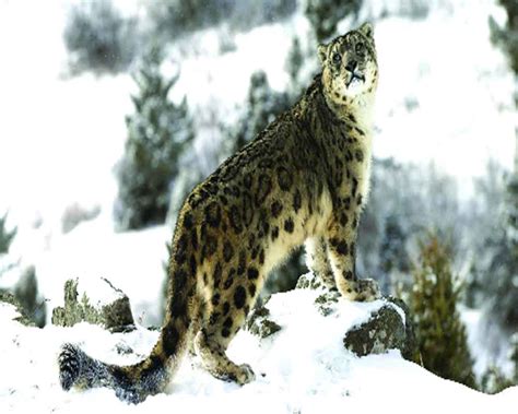 Ladakh Prime Sanctuary For Endangered Snow Leopards