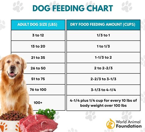 How Much Should I Feed My Dog Tailoring Your Pups Diet