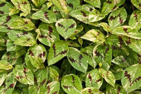 Persicaria Virginiana Painters Palette Perennial And Annual Plants