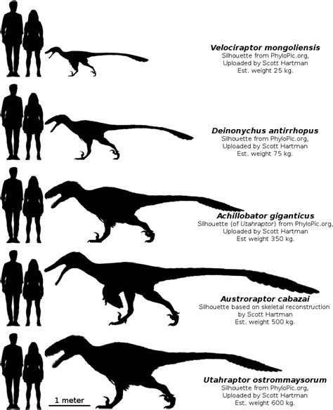Comparison Dromaeosauridae By Scott Hartman Dinosaur Art Extinct