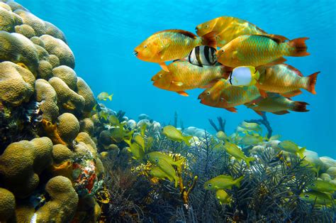 Seaaeyaey Seabed Fish Coral Underwater Tropical