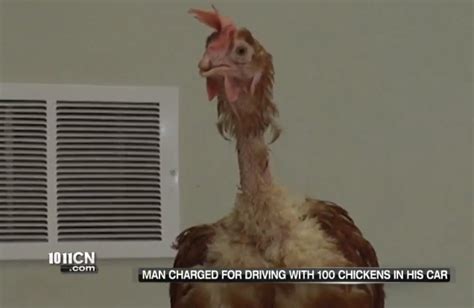 Man Jailed For Drunk Driving With 100 Chickens In His Suv
