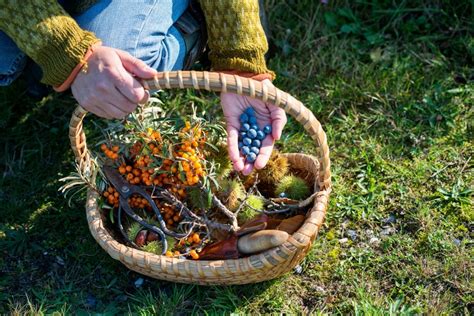 21 Edible Wild Plants With Extraordinary Health Benefits You Can Forage For