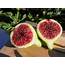 FigBid  Online Auctions Of Fig Trees Cuttings & Growing Supplies