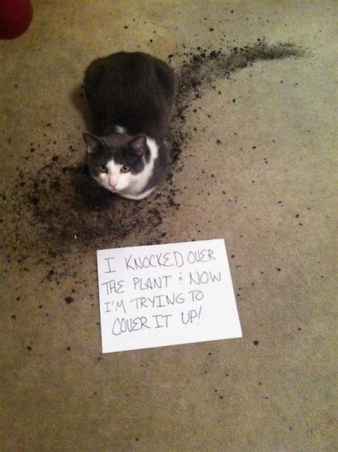 90 Cats That Were Publicly Shamed By Their Owners Top5