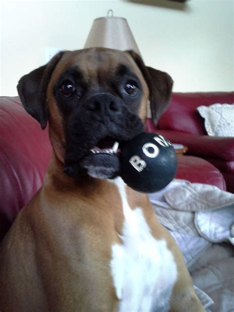 Pin By Lisalewis24 Lisalewis24 On Loving Boxers Boxer