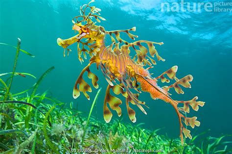 Stock Photo Of A Male Leafy Seadragon Phycodurus Eques Carrying Eggs