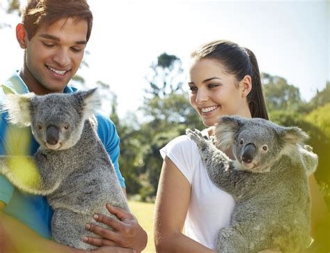 Where To Cuddle A Koala In Australia Koala Australia Koala Bear