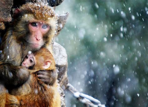 Adorable Baby Animals And Their Mothers Enchant The World Ahead Of