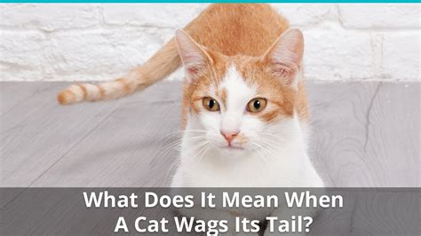 Each and every day you provide food and care for cats who might otherwise have nothing. What Does It Mean When A Cat Wags Its Tail? Find Out Here!