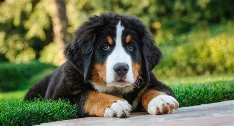 Bernese Mountain Dog Temperament More About This Big Breed