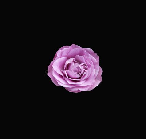 Beautiful Lavender Rose Centered On A Dramatic Black Background Stock