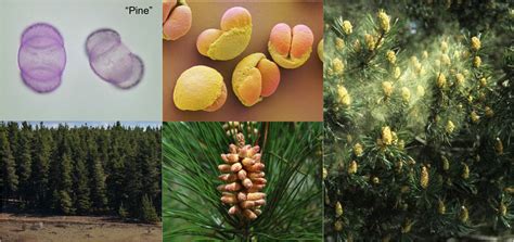 Learn More About Pollen Pine Trees Canberra Pollen
