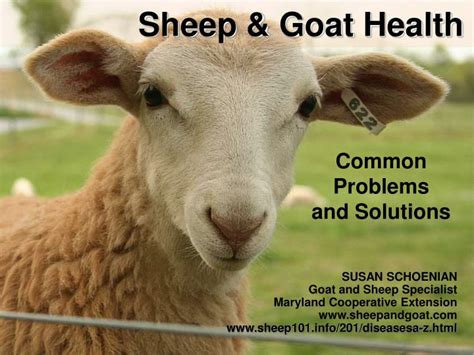 Ppt Sheep And Goat Health Powerpoint Presentation Free Download Id