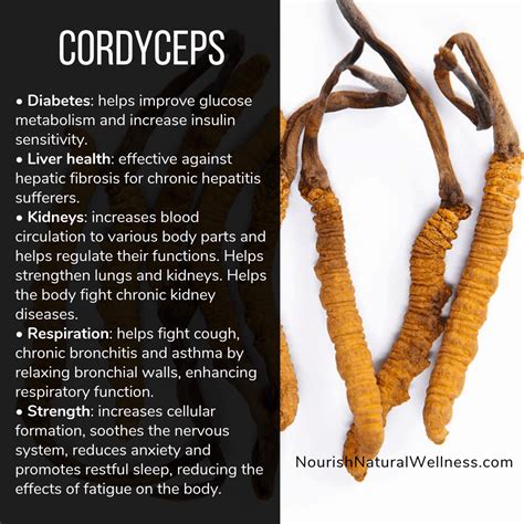 E Munity Cordyceps Health Nutrition