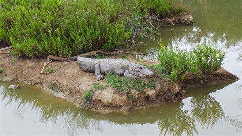 Free Photo Zoo Aligator Crocodile Nature Free Image On Pixabay