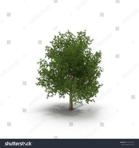 Green Summer Maple Tree Isolated On Stock Illustration 517621354