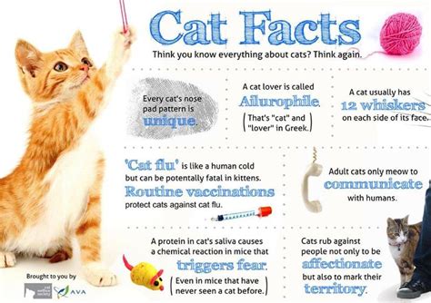 Cat Facts Cat Facts Cat Facts Text Cats