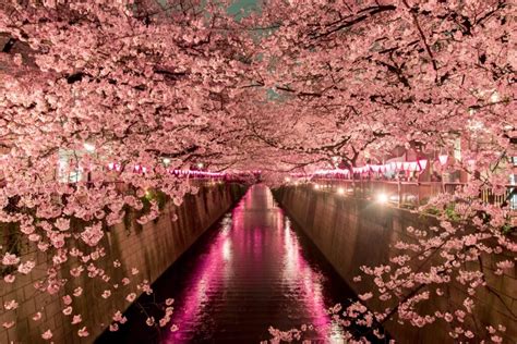 Cherry Blossom Season In Japan 10 Things To Know