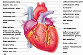 labeled heart arteries and veins - Clip Art Library
