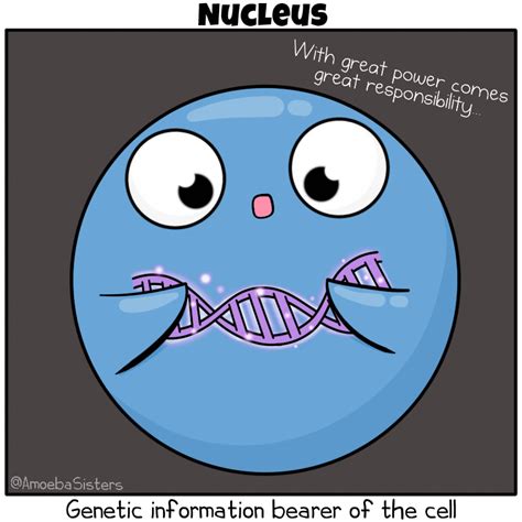 amoeba sisters s science with the amoeba sisters in 2021 riset