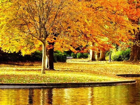 Autumn Park Leaves And Lake Great For A Romantic Walk Yellow Tree