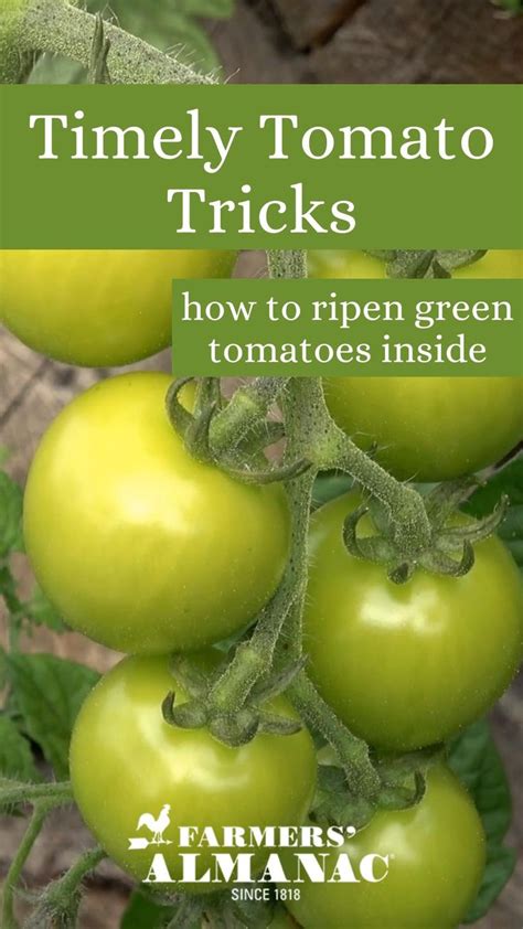 Tomato Tricks How To Ripen Green Tomatoes Indoors