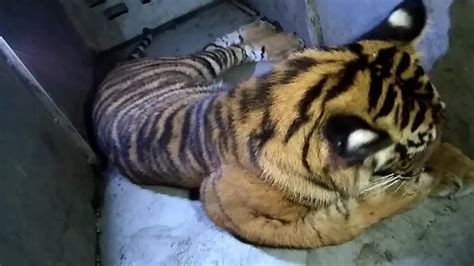 Critically Endangered Sumatran Tiger Spotted In Indonesian Village
