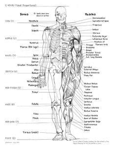 The deltoid (triangular), trapezius (trapezoid), serratus (saw‐toothed), and rhomboideus major (rhomboid) muscles have names that describe their. list of all human bones with good quality picture | Muscle ...