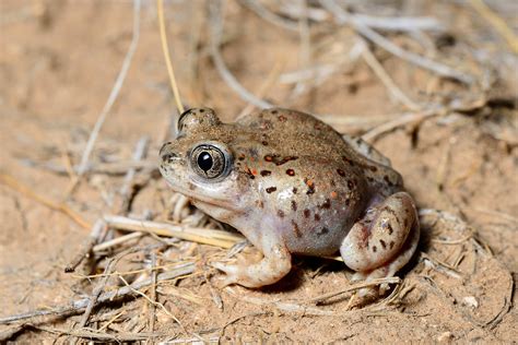 New Mexico Spadefoot Toad Facts And Pictures
