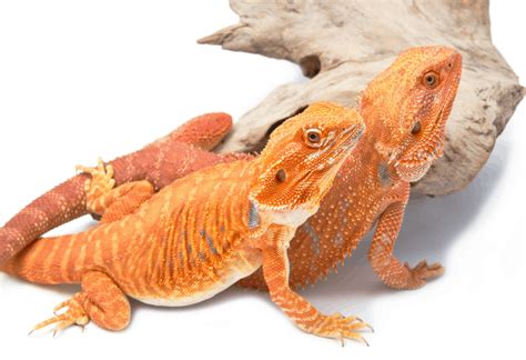 Can Male And Female Bearded Dragons Live Together