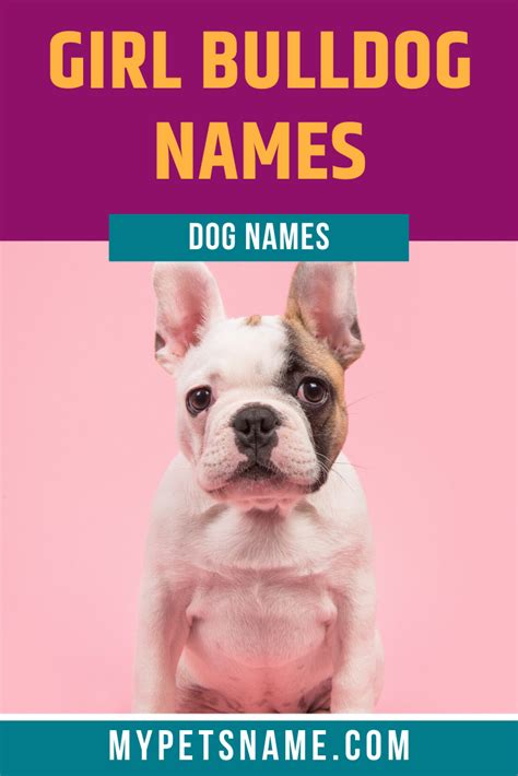 Stumped about which name is best for your french bulldog? Girl Bulldog Names in 2020 | Bulldog names, Bulldog ...