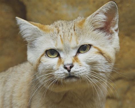 Sand Cat Debuts At Smithsonians National Zoo Sand Cat Cats Zoo Photos