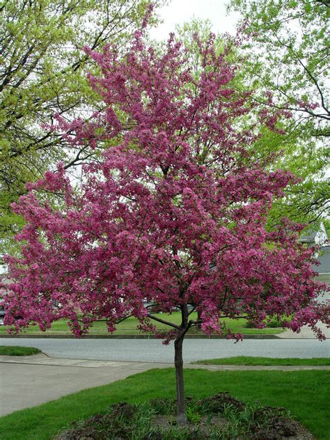 Crabapple ‘prairifire Garden Housecalls