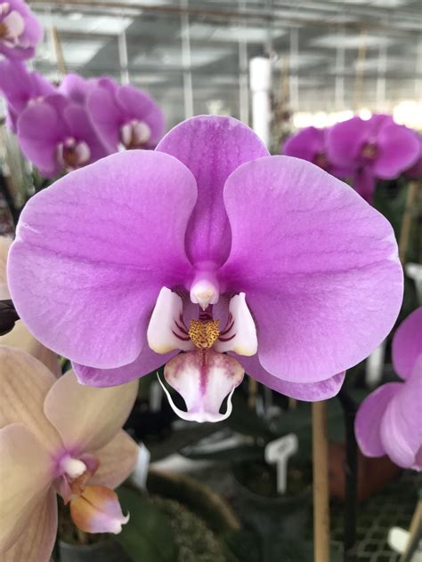 Tiny Purple Orchid